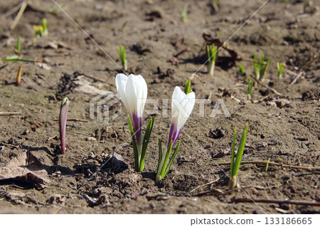 White blossoming crocuses growing in spring White blossoming crocuses growing in spring 133186665