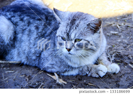 Scottish straight cat laying on ground Scottish straight cat laying on ground 133186699