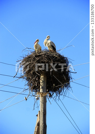 Pair of storks sitting in nest. Peaceful birds Pair of storks sitting in nest. Peaceful birds 133186700