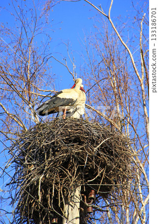 Pair of storks sitting in nest. Peaceful birds 133186701