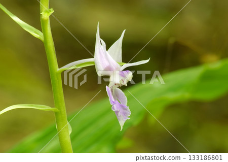 Nazevine Nazevine 133186801