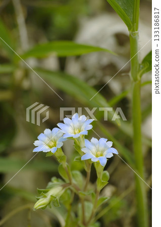 Coke grind Coke grind 133186817