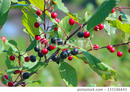 Branches of Frangula alnus with black and red berries Branches of Frangula alnus with black and red berries 133186843