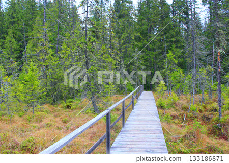 Wooden bridge over swamp in forest in taiga 133186871