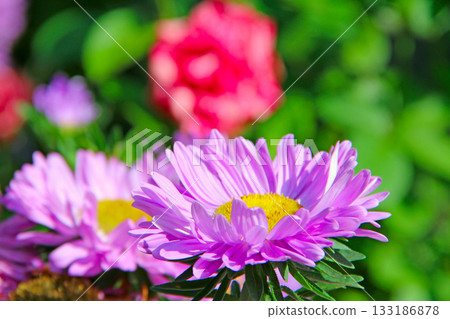 Violet aster blooming in yard in September close up. Autumnal flowers 133186878