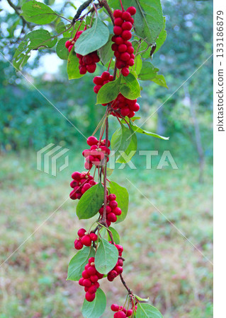 Red fruits of schisandra growing on branch in row. Ripe schizandra on liana in garden 133186879