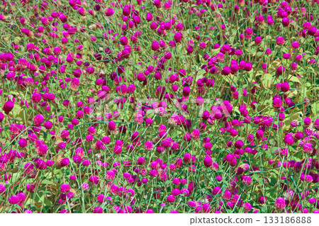 Flowers of red clover in summer field. Red blooming flowers in meadow. Flowers of red clover in summer field. Red blooming flowers in meadow. 133186888