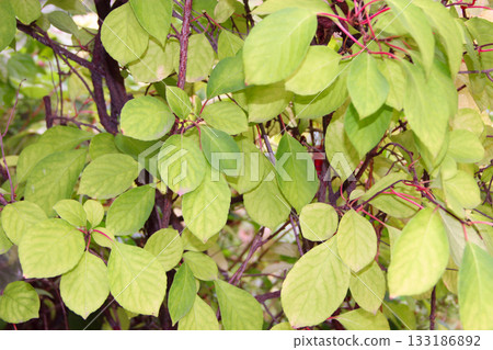 Green leaves of schisandra on branches. Schisandra thickets without fruits 133186892