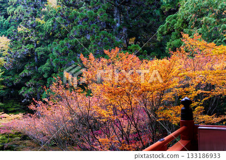Beautiful autumn foliage seen from the stage of Yokokawa Chudo Hall at Enryakuji Temple on Mount Hiei, with the forest in the background Beautiful autumn foliage seen from the stage of Yokokawa Chudo Hall at Enryakuji Temple on Mount Hiei, with the forest in the background 133186933