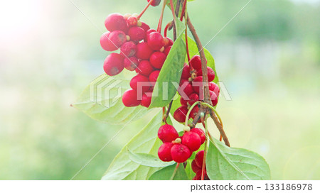 Red fruits of schisandra growing on branch in row. Schizandra on liana in garden 133186978