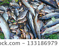 Caught crucians and pikes. Successful fishing. Fresh fish carps and pikes 133186979