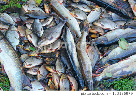 Caught crucians and pikes. Successful fishing. Fresh fish carps and pikes Caught crucians and pikes. Successful fishing. Fresh fish carps and pikes 133186979