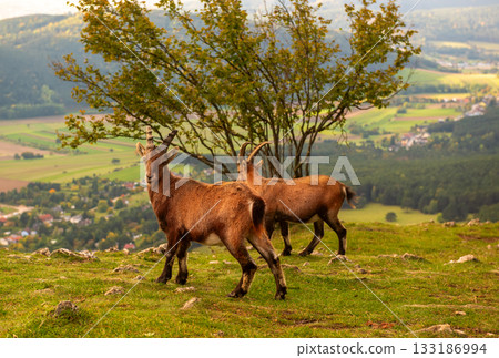 Two wild alpine ibexes standing on a mountain slope in Austria Two wild alpine ibexes standing on a mountain slope in Austria 133186994