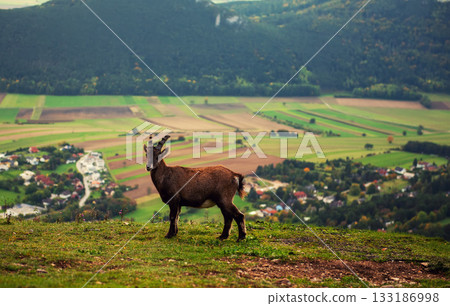 Wild alpine ibex standing on a mountain slope in Austria Wild alpine ibex standing on a mountain slope in Austria 133186998