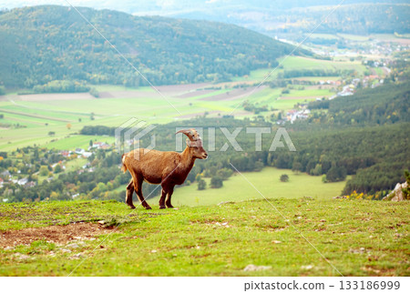 Wild alpine ibex standing on a mountain slope in Austria Wild alpine ibex standing on a mountain slope in Austria 133186999