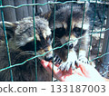 Two raccoon enogi eat from human hands 133187003