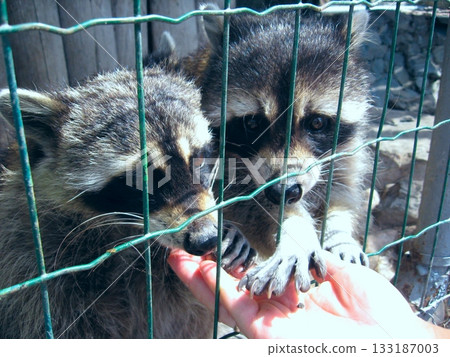 Two raccoon enogi eat from human hands 133187003