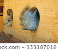 squirrel and its tail seen from lodge 133187016