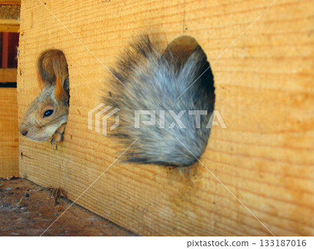squirrel and its tail seen from lodge 133187016