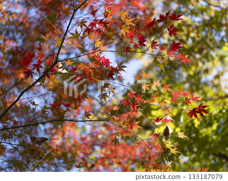 Bright red autumn leaves 133187079