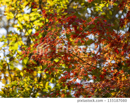 Bright red autumn leaves 133187080