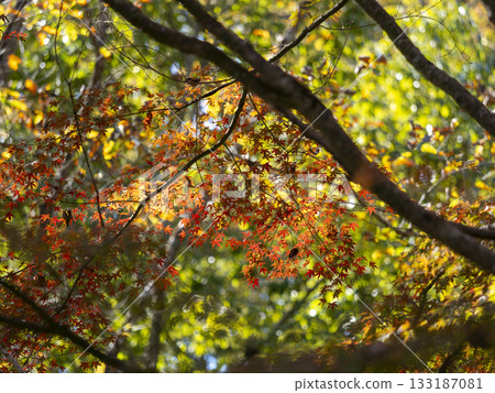 Bright red autumn leaves 133187081