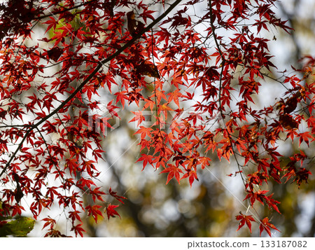 Bright red autumn leaves 133187082