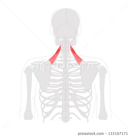 Levator scapulae - Human neck and shoulder muscle shown in anatomy diagram, elevates scapula and tilts glenoid 133187171