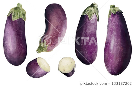 Eggplant painted in watercolor Eggplant painted in watercolor 133187202