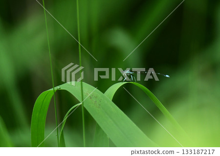 A dragonfly resting on thin grass A dragonfly resting on thin grass 133187217