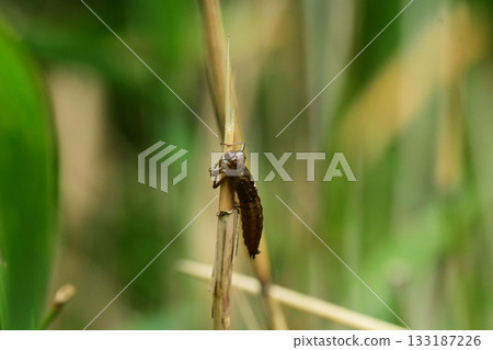 蜻蜓若蟲的外骨骼殘留在莖上 133187226