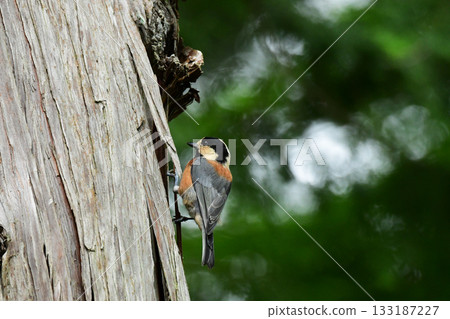 A varied tit perched on a large tree 133187227