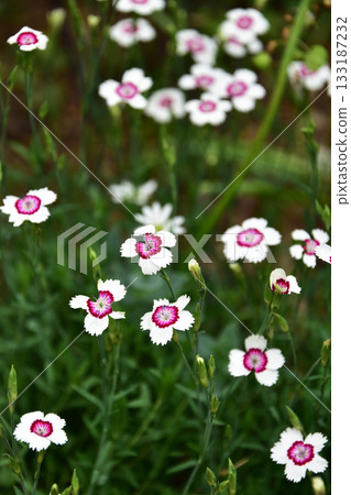 花園裡的石竹盛開 花園裡的石竹盛開 133187232