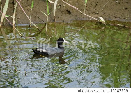 Coot on the riverbank 133187239