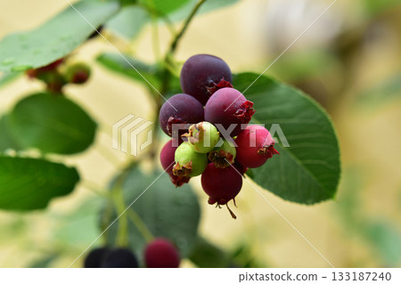 Juneberries starting to color 133187240