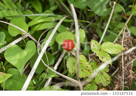 山裡野生的紅色草莓果實 133187533