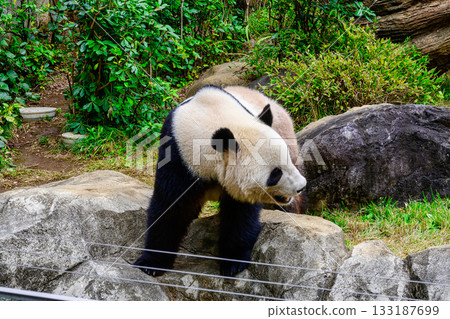 Ueno Zoo Panda Forest Panda Xiao Xiao (as of November 2025) 133187699