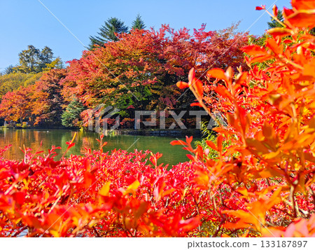 Kumoba Pond (Autumn) Kumoba Pond (Autumn) 133187897