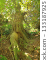 The giant tree behind Sashino Shrine in Ishioka City 133187925