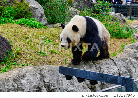 Ueno Zoo Panda Forest Panda Xiao Xiao (as of November 2025) 133187949