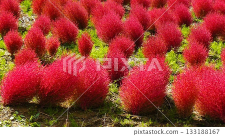 尤尼花園科基亞酒店 133188167