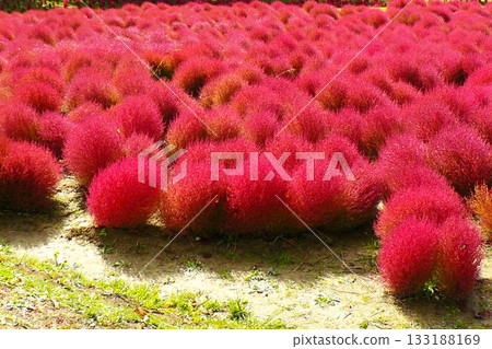 Yuni Garden Kokia Yuni Garden Kokia 133188169