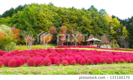 Yuni Garden Kokia Yuni Garden Kokia 133188170