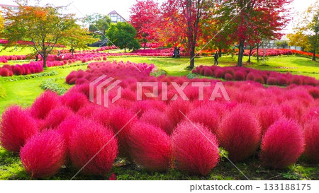 Yuni Garden Kokia Yuni Garden Kokia 133188175