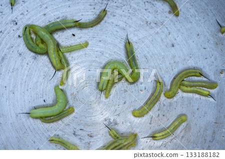 Close up of green caterpillars in stainless bowl. A caterpillar is the larval stage of a moth or butterfly. 133188182