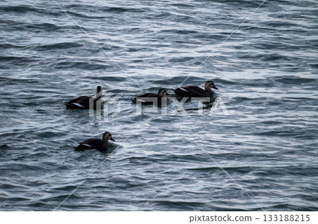 信濃川安城堤岸上的輕毛 133188215