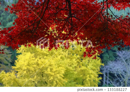 Burning Autumn 133188227