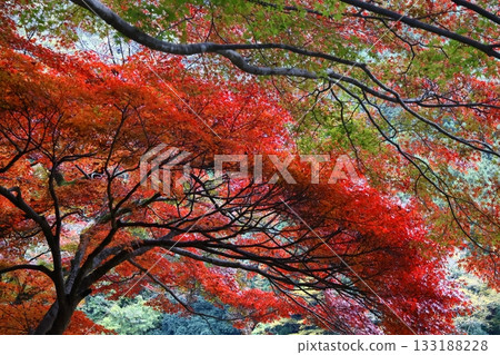 Burning Autumn 133188228