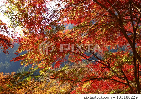 Burning Autumn Burning Autumn 133188229