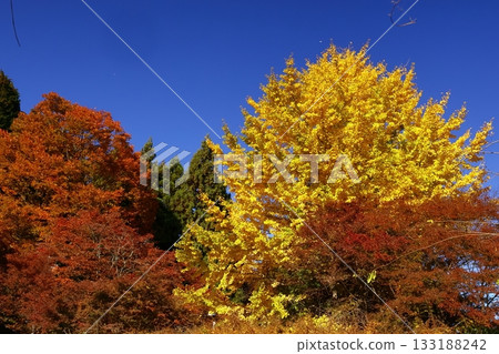 Burning Autumn Burning Autumn 133188242